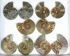 Lot: - / Cut Ammonite Pairs (Grade C) - Pieces #77105-1